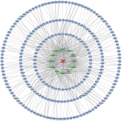 Prediction and analysis of components and functions of Ixeris chinensis based on network pharmacology and molecular docking